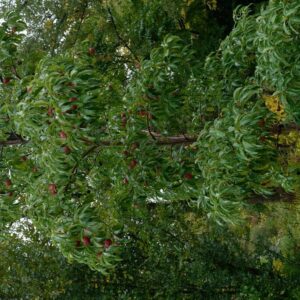 Cornus capitata 'Kilmacurragh Rose'