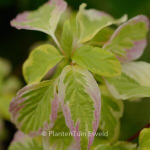 Cornus controversa 'Gosia'