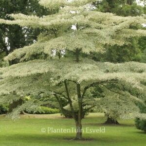 Cornus controversa 'Variegata'