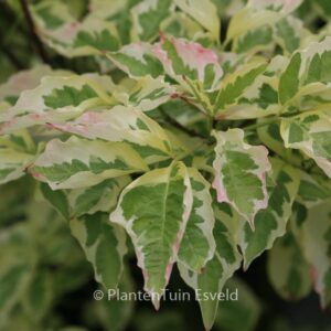 Cornus florida 'Daybreak'