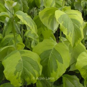 Cornus florida 'Rainbow'