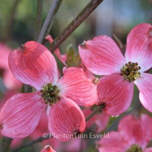 Cornus florida 'Rubra'
