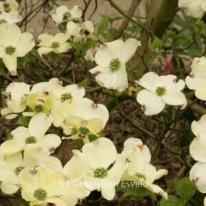Cornus florida 'White Cloud'