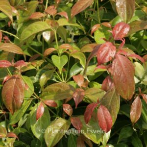 Cornus hongkongensis