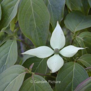 Cornus kousa 'Blue Shadow'