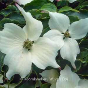 Cornus kousa 'Cherokee'