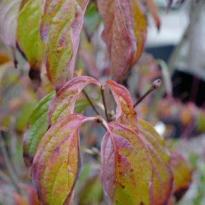 Cornus kousa 'Couronne'