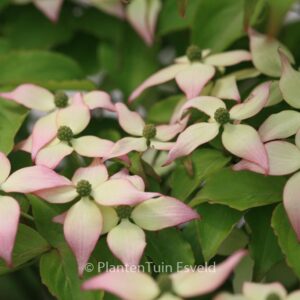 Cornus kousa 'Dwarf Pink'