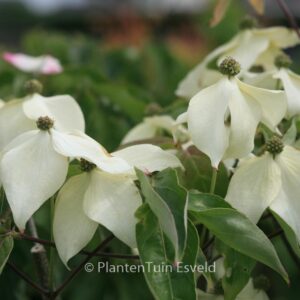 Cornus kousa 'Fanfare'