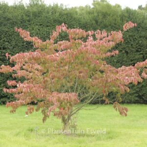 Cornus kousa 'Hanros' (RADIANT ROSE)