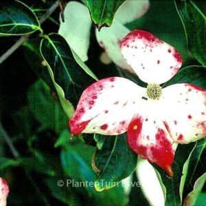 Cornus kousa 'John Slocock'