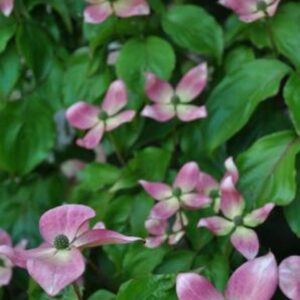 Cornus kousa 'Peve Satomi Compact'