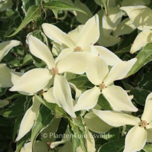 Cornus kousa 'Teresa'