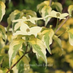 Cornus kousa 'Tri-Splendor'