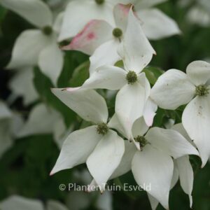 Cornus kousa 'Weisse Fontaene'