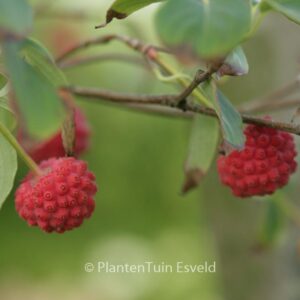 Cornus kousa var. chinensis