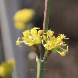 Cornus mas 'Jolico'