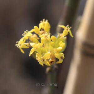 Cornus mas 'Kasanlak'