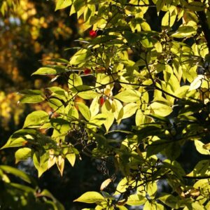 Cornus officinalis 'Kintoki'