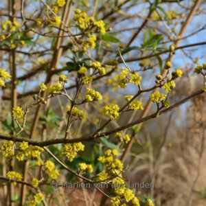 Cornus officinalis 'Robin's Pride'