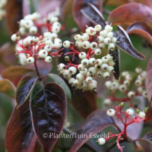 Cornus racemosa