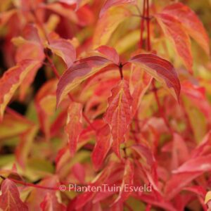Cornus sanguinea 'Anny's Winter Orange'
