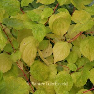 Cornus sanguinea 'Magic Flame'