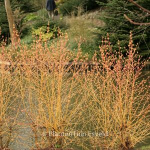 Cornus sanguinea 'Midwinter Fire'