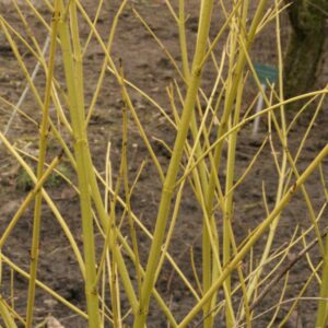 Cornus sericea 'Flaviramea'