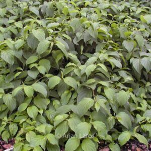 Cornus sericea 'Kelseyi'