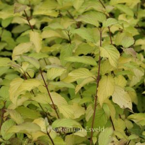 Cornus sericea 'Sunshine'