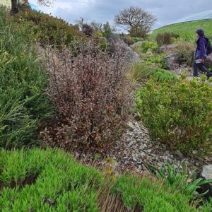 Corokia virgata 'Frosted Chocolate'