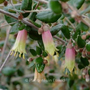 Correa 'Marian's Marvel'