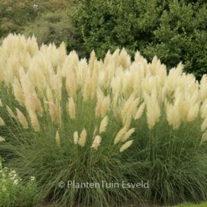 Cortaderia selloana 'Pumila'