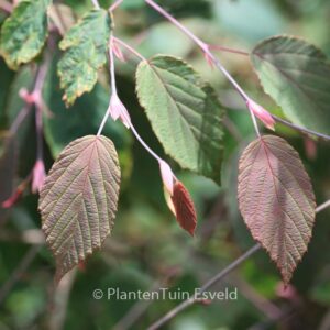 Corylopsis sinensis 'Spring Purple'