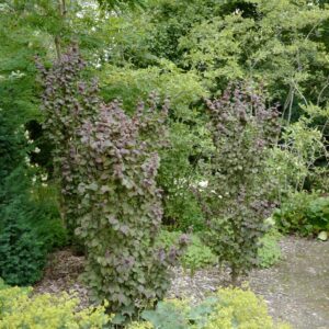 Corylus avellana 'Anny's Compact Red'