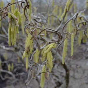 Corylus avellana 'Contorta'