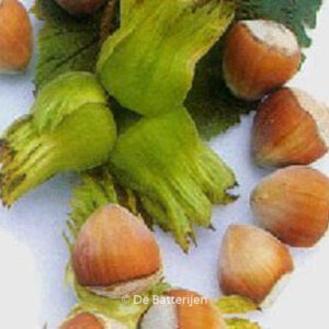 Corylus avellana 'Geant de Halle'