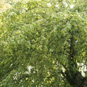Corylus avellana 'Pendula'