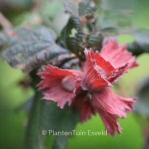Corylus avellana 'Rode Zellernoot'