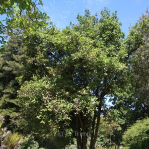 Corynocarpus laevigatus