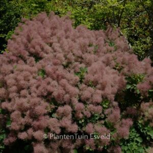 Cotinus coggygria