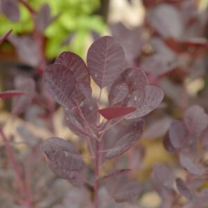 Cotinus coggygria 'Lilla'