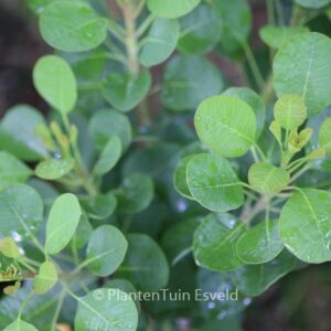Cotinus coggygria 'Lisjo' (SMOKEY JOE)