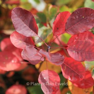 Cotinus coggygria 'Purpureus'