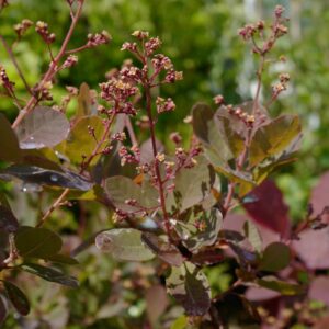 Cotinus coggygria 'Red Spirit'