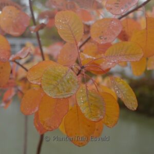 Cotinus obovatus 'Tulsa Lady'