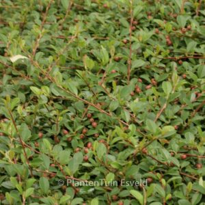 Cotoneaster dammeri