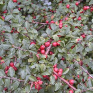 Cotoneaster dammeri 'Major'