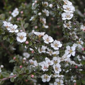 Cotoneaster microphyllus